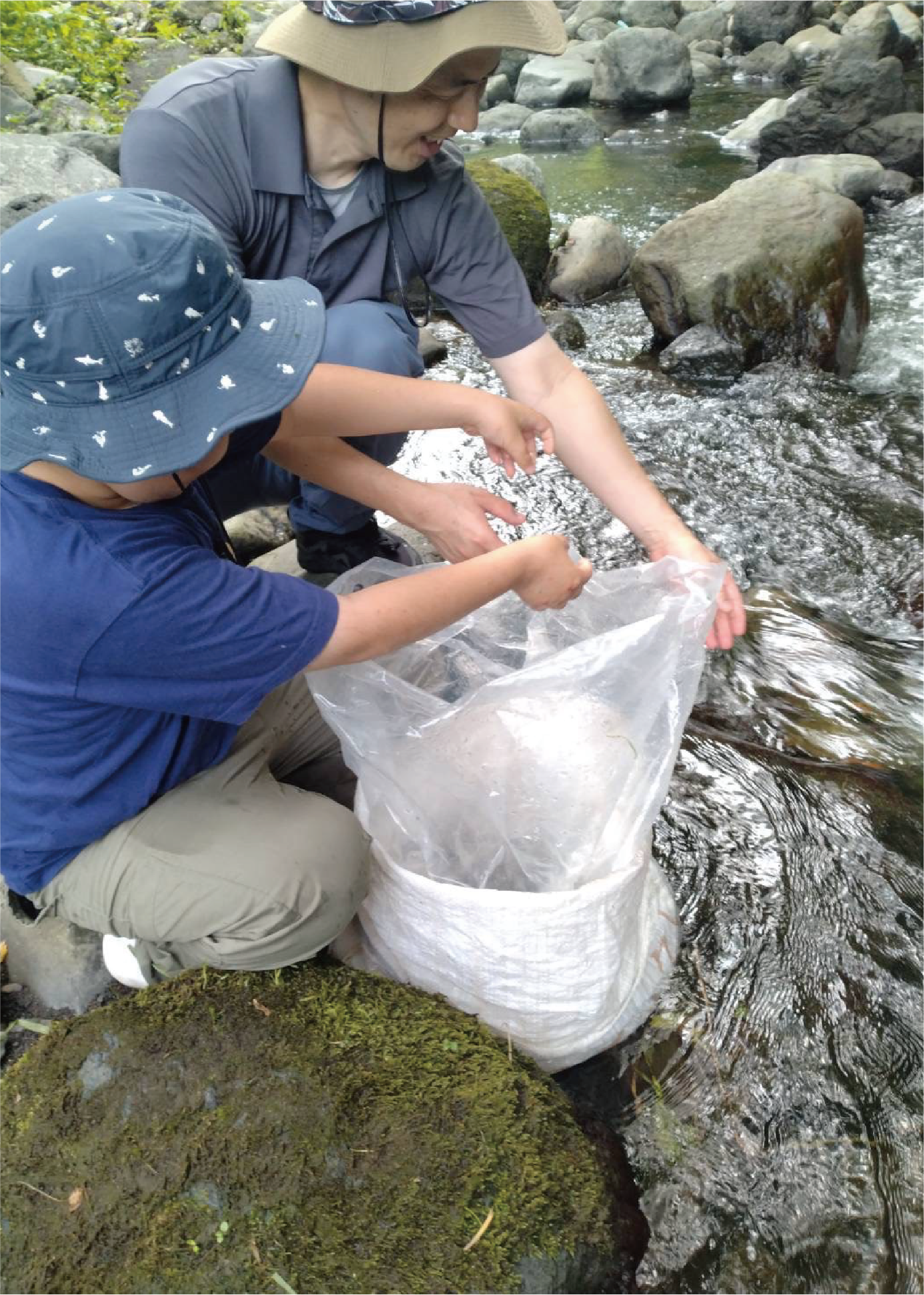 川にあまごを放流する様子
