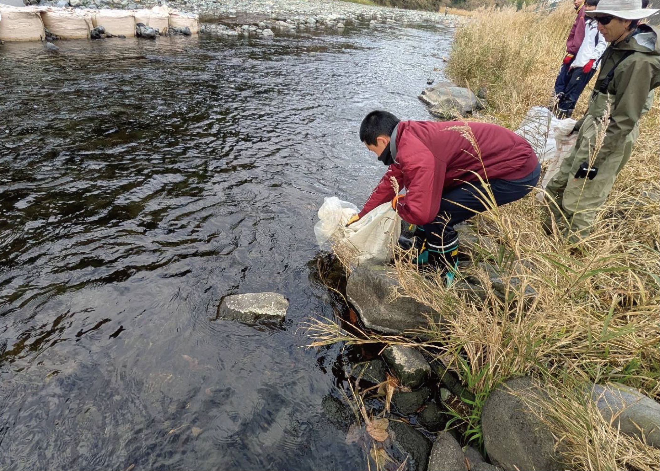 小山高校野球部員が川にニジマスを放す様子